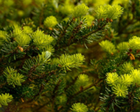 symbol_tree.png