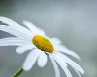 symbol_flower.png